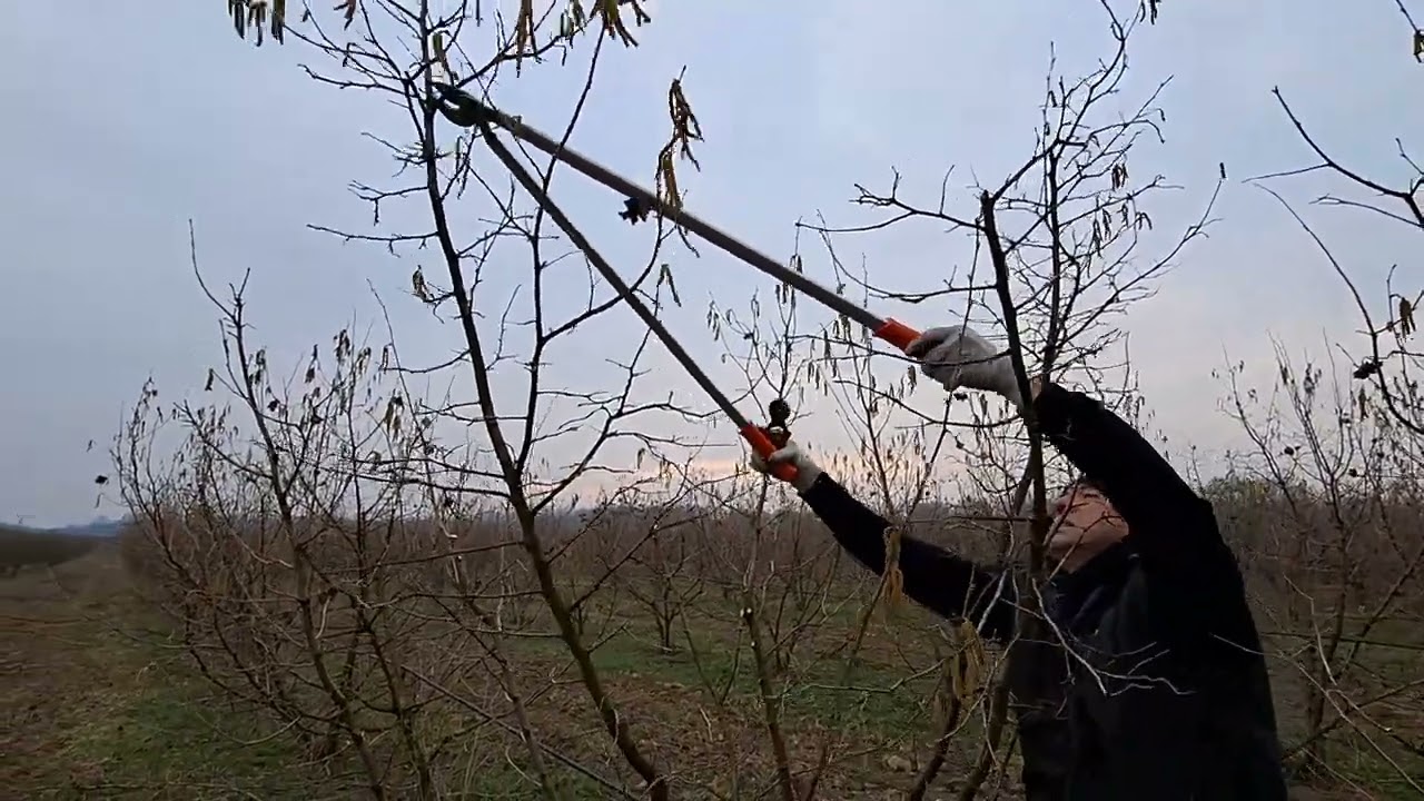 Rezidba lešnika zasad u osmoj godini