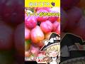 🍇♡型ぶどうが1300円!?🍇高級ぶどうマイハート食べ比べ！🍇おいしい見分け方のコツ #料理 #ゆっくり料理 #ショート