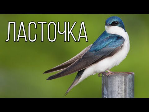 Ласточка: Птица, которая ест на лету | Интересные факты про птиц