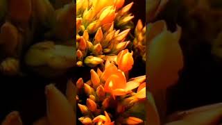 Kalanchoe blooming time-lapse