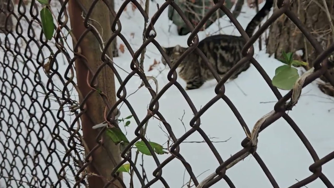 @ Bohemia Community Cats @Tomstail. Snow confuses them. Feral Cat Styx isn't sure what to make of it