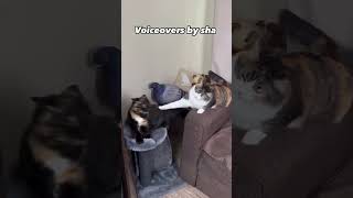 Cheating rumors: Comedy voiceovers by sha😂😂😂😂