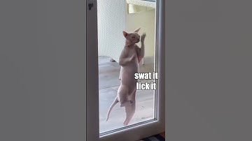 Cattynip Remix
