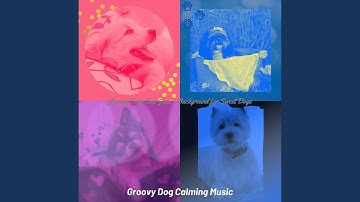 Alluring Backdrops for Relaxing Your Dog