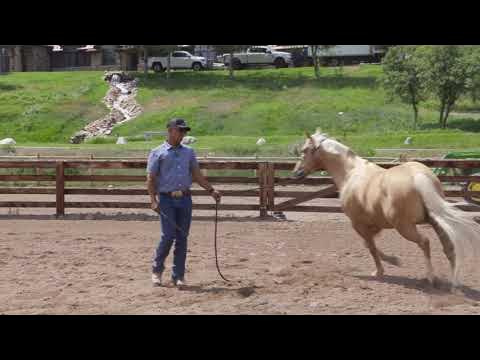GROUND WORK IS ESSENTIAL TO A WELL BEHAVED HORSE - YouTube