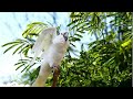 Morning Serenity: Wild Cockatoo's Melodic Harmony in Nature's Embrace