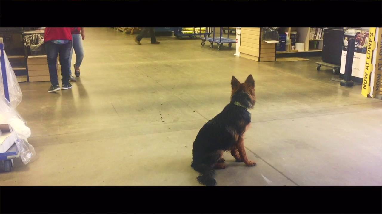 german shepherd boarding training