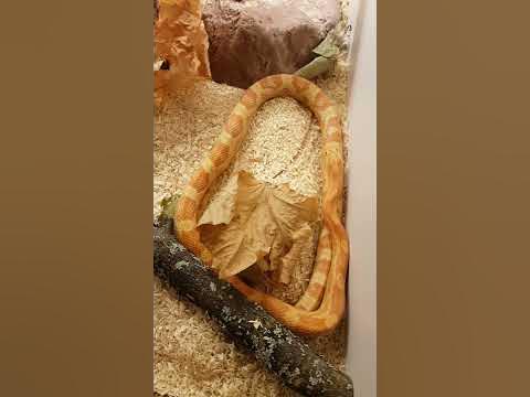 Corn Snake Chasing Tail || ViralHog - YouTube
