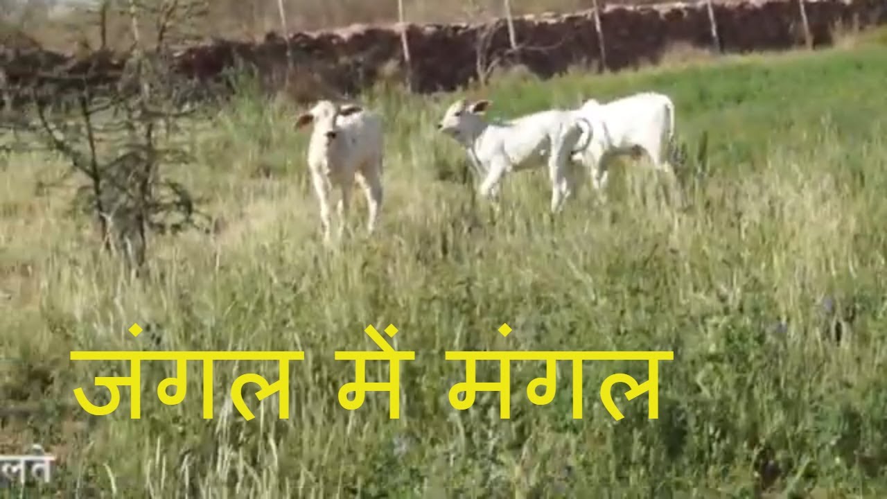 Cow Grazing Vs Hand Cut Grass | घास जल्दी कैसे बढे | अच्छी चारागाह कैसे बनाये | Tharparkar Cow video editing software free