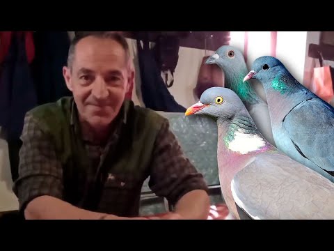 Este cazador imita el canto de las palomas