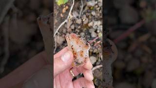 Oregon Rockhounding - Seen This One From Afar #carnelian #agate #oregon #rockhounding #pnw