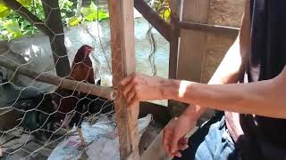 Cruza de Gallo fino con gallina guinea