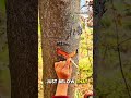 “This Tree Secret Can Heal? Watch This!”