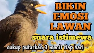 MASTERAN GACOR JALAK KEBO,,pancingan cepat dan tepat untuk jalak bahan nemosi ,cepat nyahut putarkan