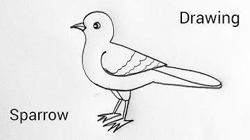 Sparrow drawing Easy Step By Step / how to draw sparrow easy / Bird drawing tutorial  #birddrawing