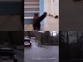 car and cat 🐱