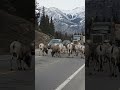Another Rams family hanging in the middle of the highway through JASPER