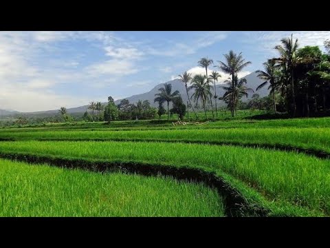 Suasana pedesaan di pagi hari kabupaten Bondowoso YouTube