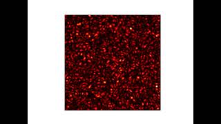 Speckle