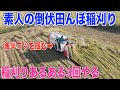 【倒伏の田んぼ】素人がやらかす稲刈りあるあるご紹介します 30代米作り奮闘記#129