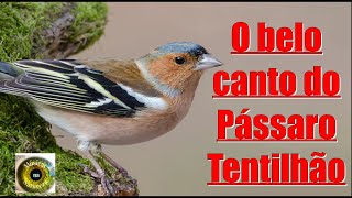 O belo canto do pássaro Tentilhão, O tentilhão-comum (Fringilla coelebs)