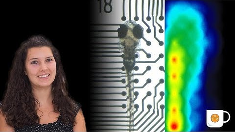 Zebrafish electrophysiology assay on the Maestro multiwell MEA system: Coffee Break Webinar