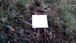 Ecology - The Pitfall Trap