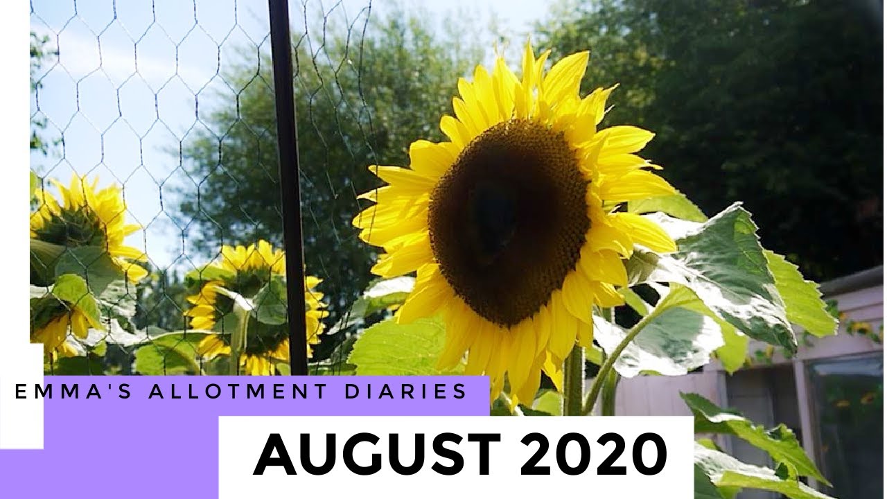 EMMA'S ALLOTMENT DIARIES / CARROTS! / AUGUST 2020