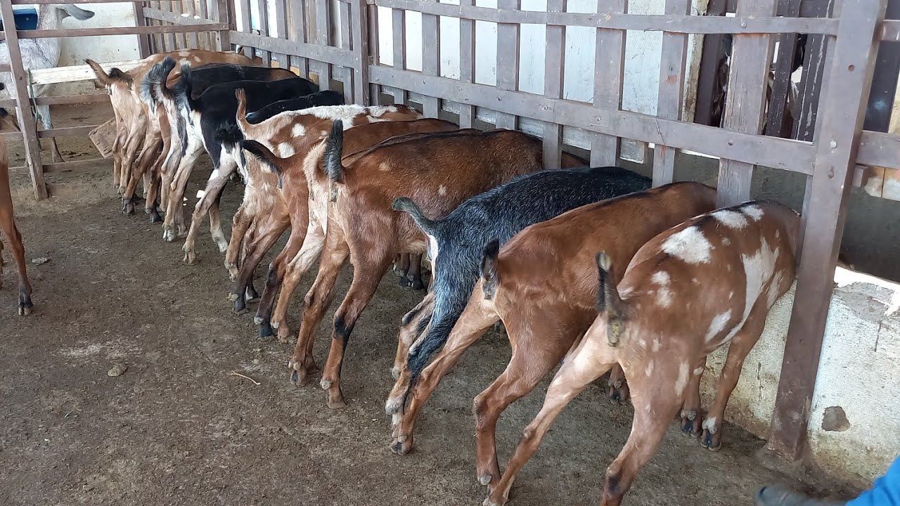 FUI EM SANTO ANDRÉ-PB CONHECER O CAPRIL BUNGANVILLE  REFERÊNCIA DA RAÇA ANGLO NUBIANA NA PARAIBA 