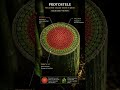 Stele in Pteridophytes Made Easy 🔥 | Biology Shorts #Pteridophytes #Stele #Botany #BiologyShorts