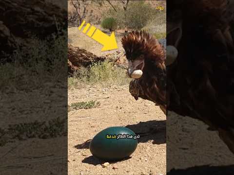النسر ضد بيضة طائر الايمو