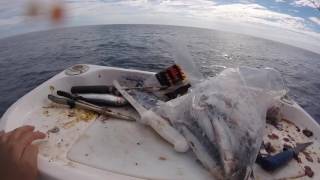 How to catch Mako sharks off Inverloch, Victoria