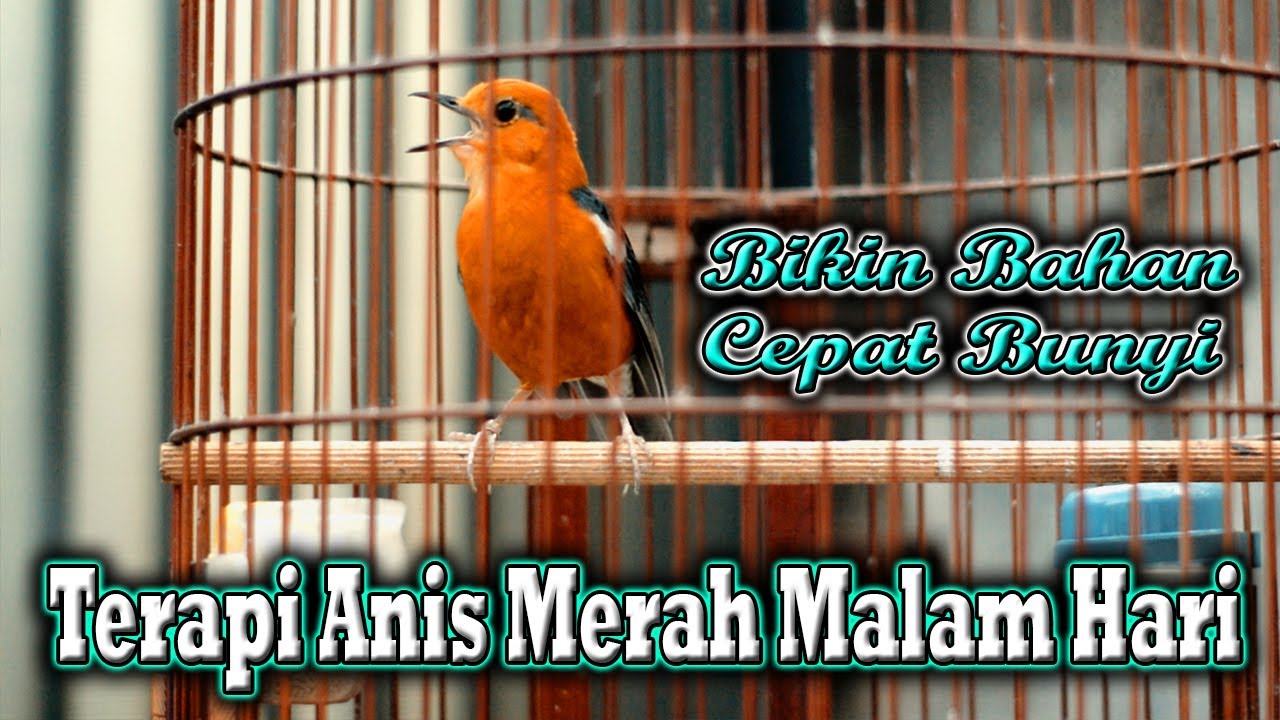 TERAPI ANIS MERAH MALAM, PAS BANGET BUAT PANCINGAN ANIS MERAH MALAM HARI