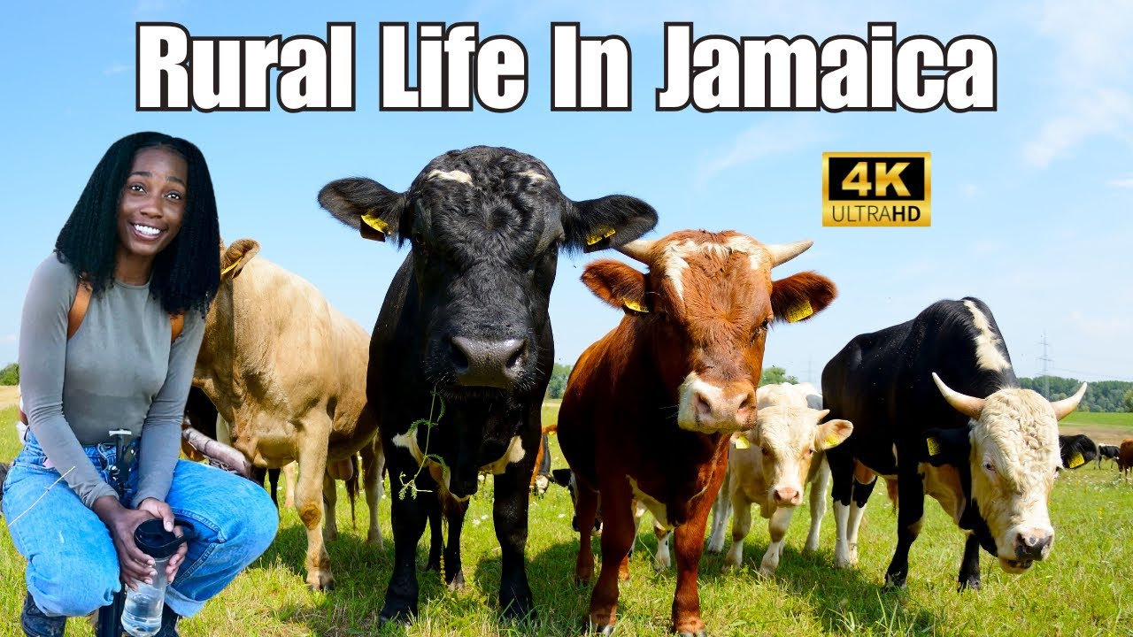 Beautiful Off Grid Rural Living In The Jamaican Countryside 🇯🇲 ||  River + wild animals