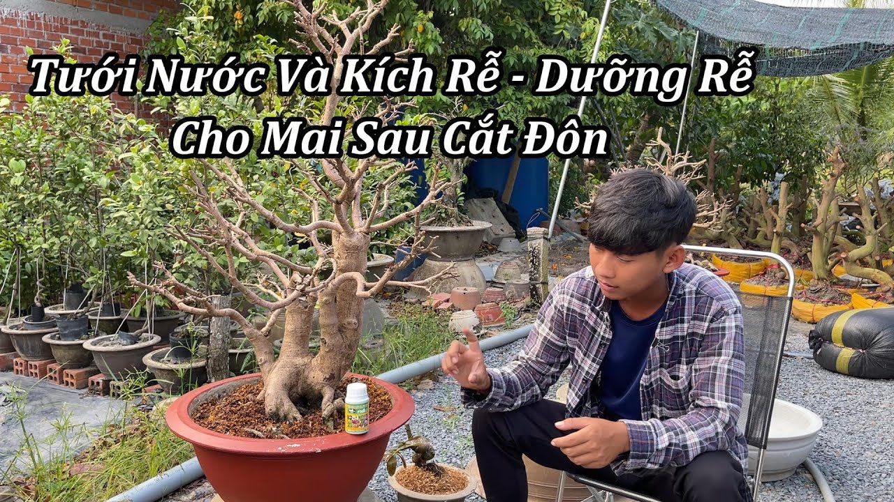 Tưới Nước Và Kích Rễ Dưỡng Rễ Cho Mai Sau Khi Cắt Đôn - Mai Vàng Duy Hiếu