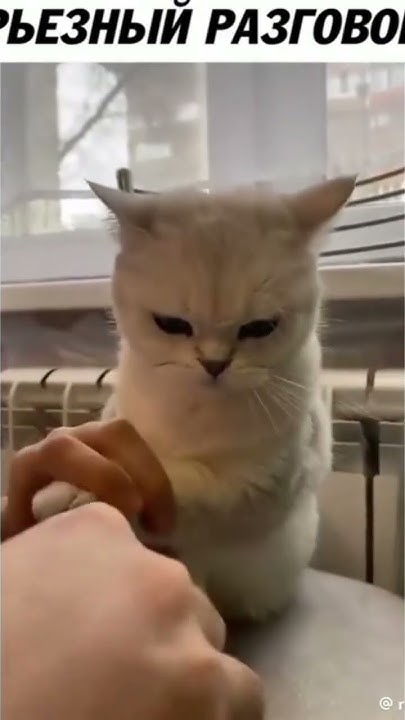 за маленькими шалостями есть последствия #cat #кот #шалость #кошка ...