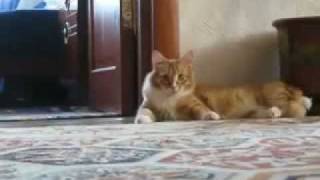 Most Epic Cat Evar Rofl Tube