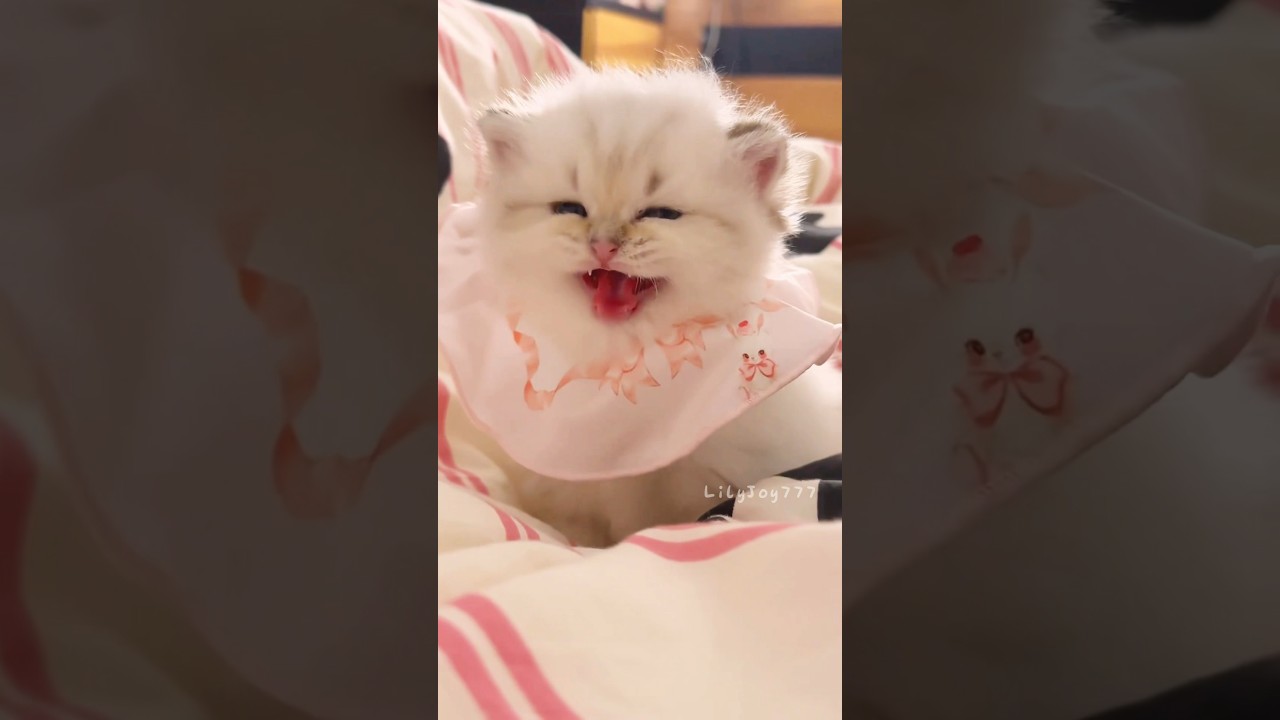 The little kitten's meow is so cute!💕😻 