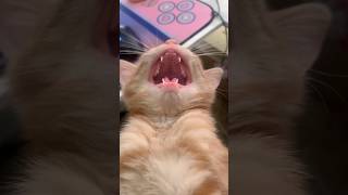 Funny Cats 😹 Episode 62 #Shorts