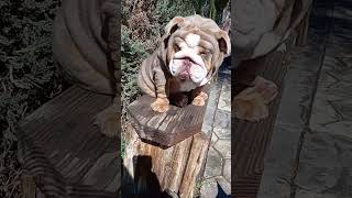 micro English Bulldog micro French Bulldog. open to the public for stud service. AKC bloodlines