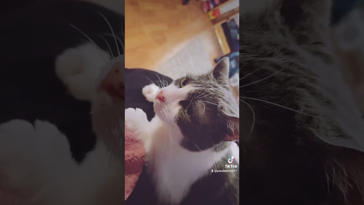 here kitty 😺 kitty 😺 