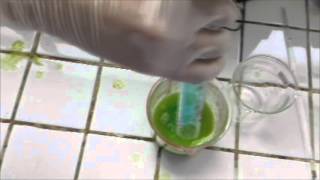 Extracting DNA from Green Peas