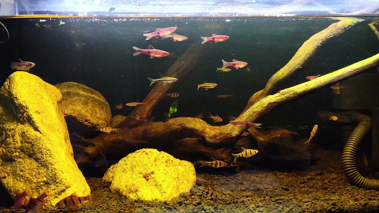 My 100% all native Malaysian black water fish tank {ABSOLUTE BORING 7 MINUTES VIDEO}