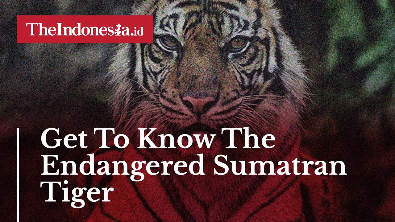 Get To Know The Endangered Sumatran Tiger