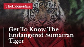 Get To Know The Endangered Sumatran Tiger