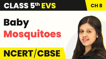Baby Mosquitoes - A Treat for Mosquitoes | Class 5 EVS