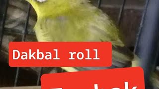 Pleci roll tembak tulit tulit wit wit wit
