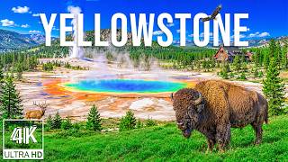 Yellowstone National Park 4K – Geysers, Bison &amp; Wildlife in America’s Wild Volcanic Wonderland
