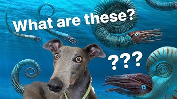 GREYHOUND goes FOSSIL HUNTING on DORSET BEACH