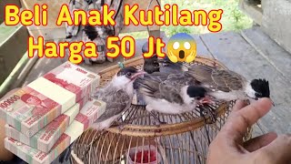 Gilaaa....!! Harga Anakan Burung Kutilang 50 jt, Harga Burung Sultan